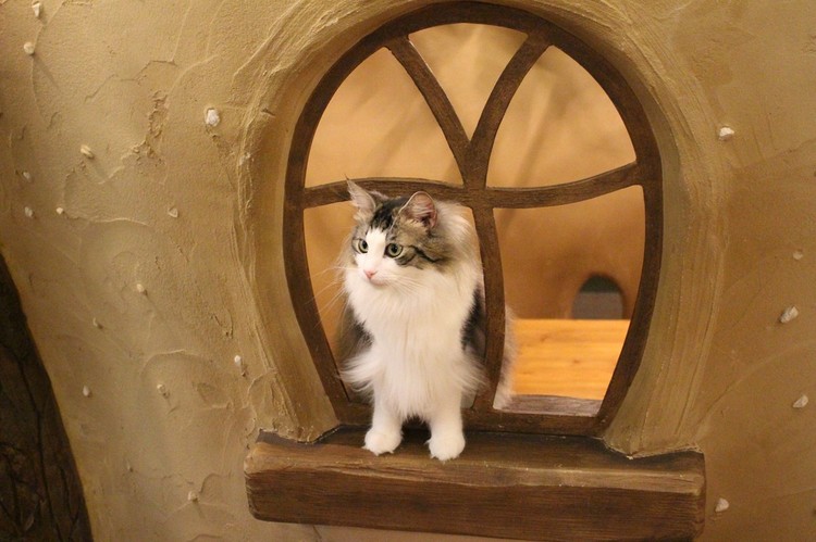 10 أماكن مدهشة في اليابان