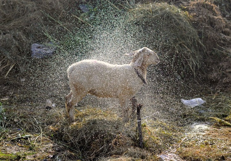 Le più belle foto di animali del 2015