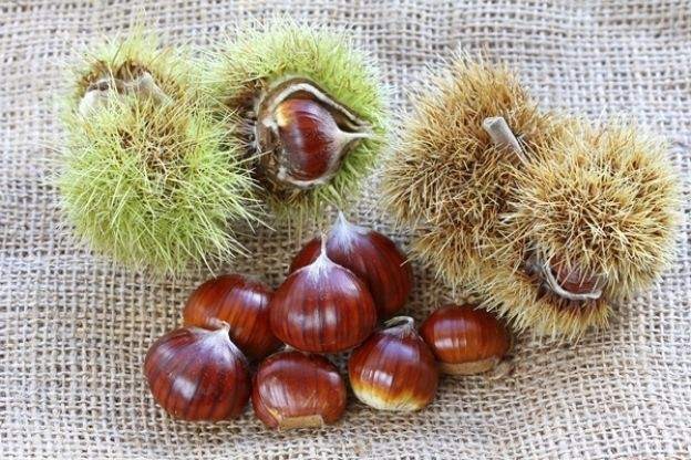 15 alimentos en peligro de extinción