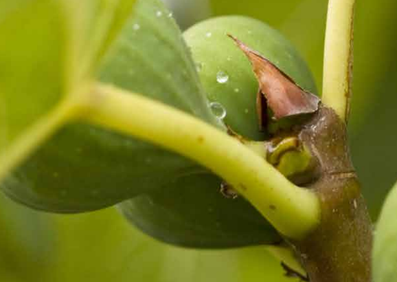 Cómo parecer un especialista en economía europea