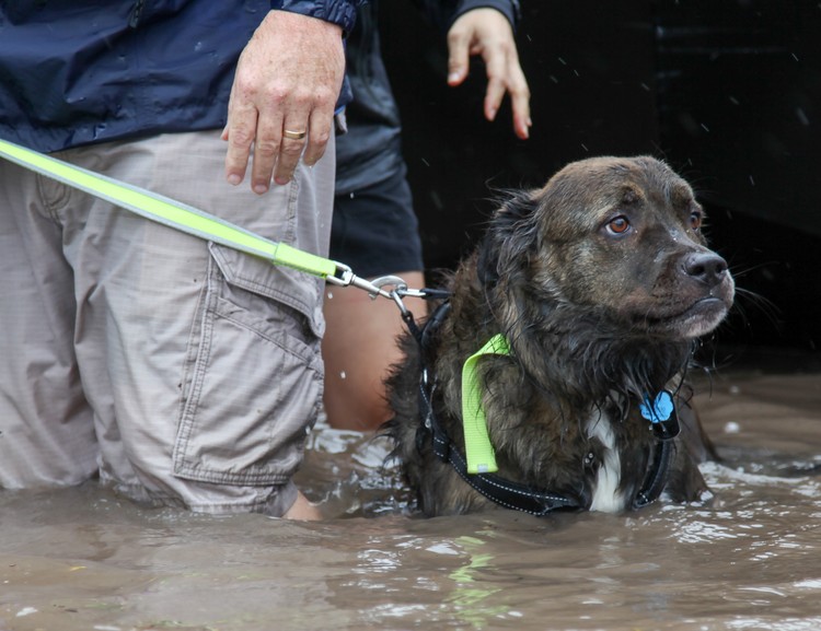 FOTOS: Consecuencias del huracán Harvey en Estados Unidos