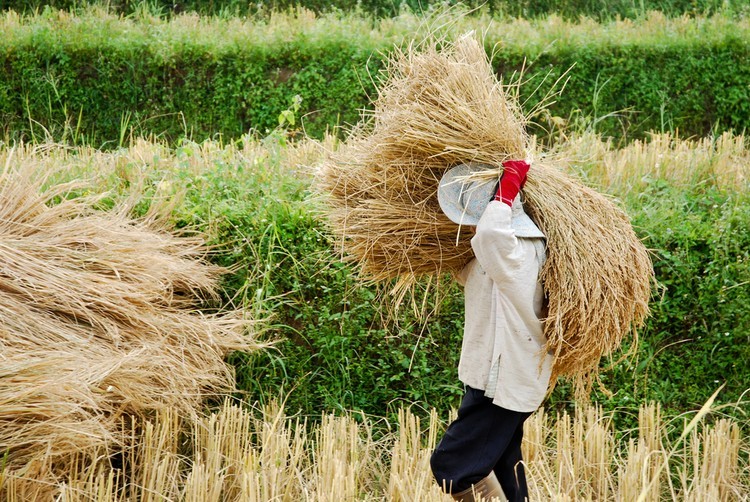 منظمة التجارة العالمية تنتعش