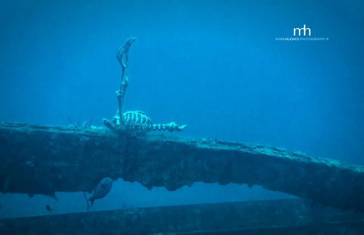 Segredos do fundo do mar