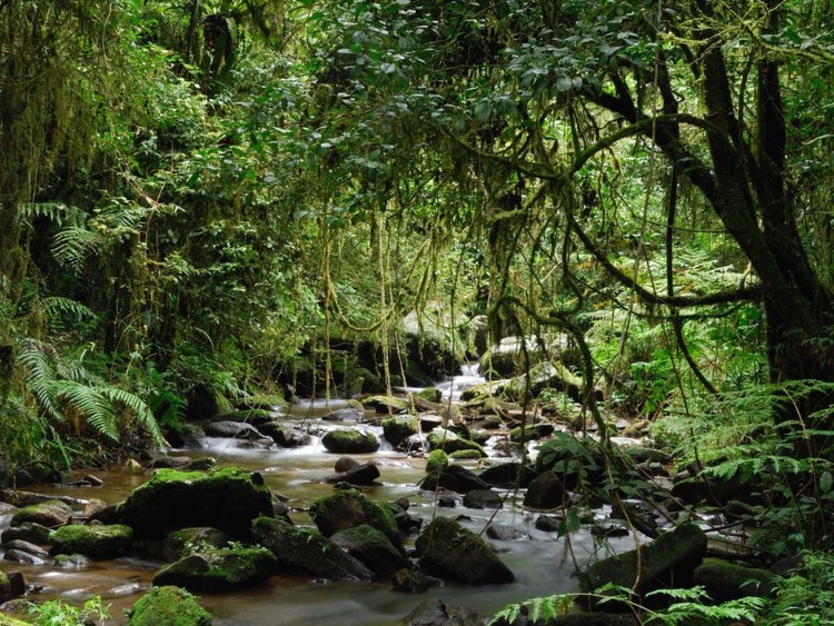 25 maravillas de la naturaleza en peligro de extinción