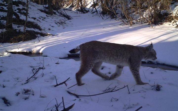 30 anni dopo il disastro di Chernobyl, la natura ha riconquistato l'area