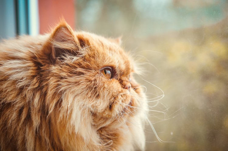 Lecciones de inversión que le puede enseñar un gato