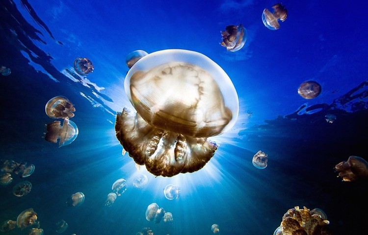 As 25 melhores fotos da National Geographic de 2015