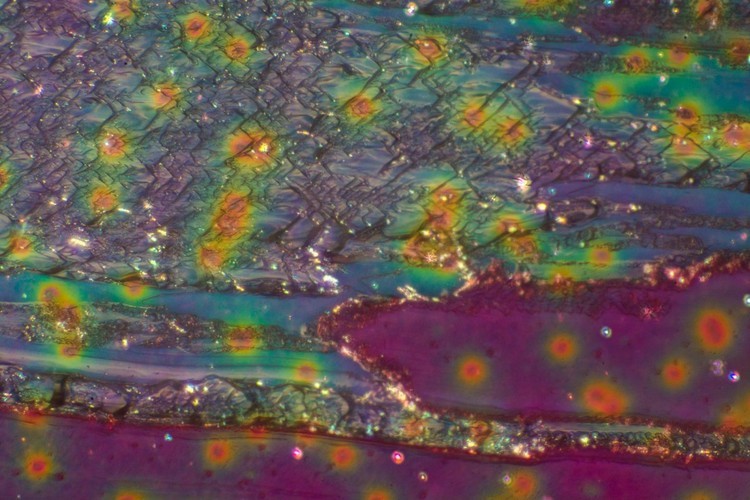 El mundo bajo el microscopio