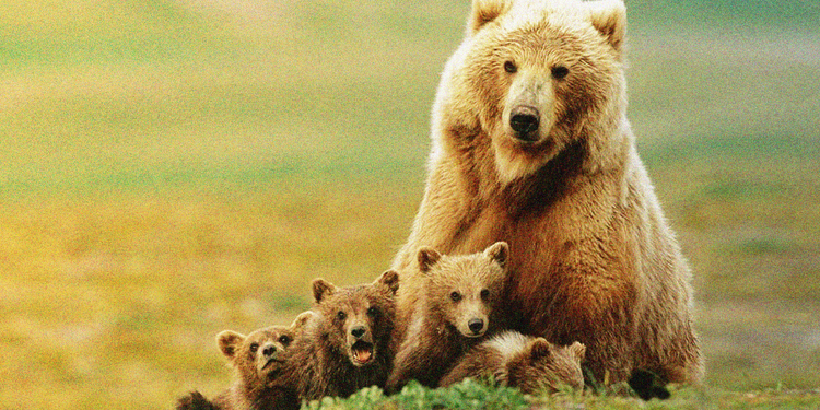 Toros, osos y puristas: ¿Quién controla la inversión en criptomonedas?