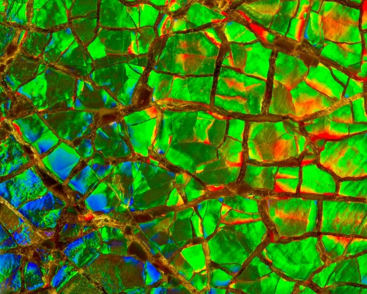 15 imágenes de microscopio que te harán ver el mundo con otros ojos