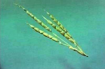 L'evoluzione del cibo fino ai giorni nostri