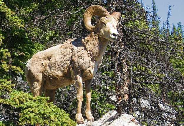 21 razões para visitar as Montanhas Rochosas do Canadá