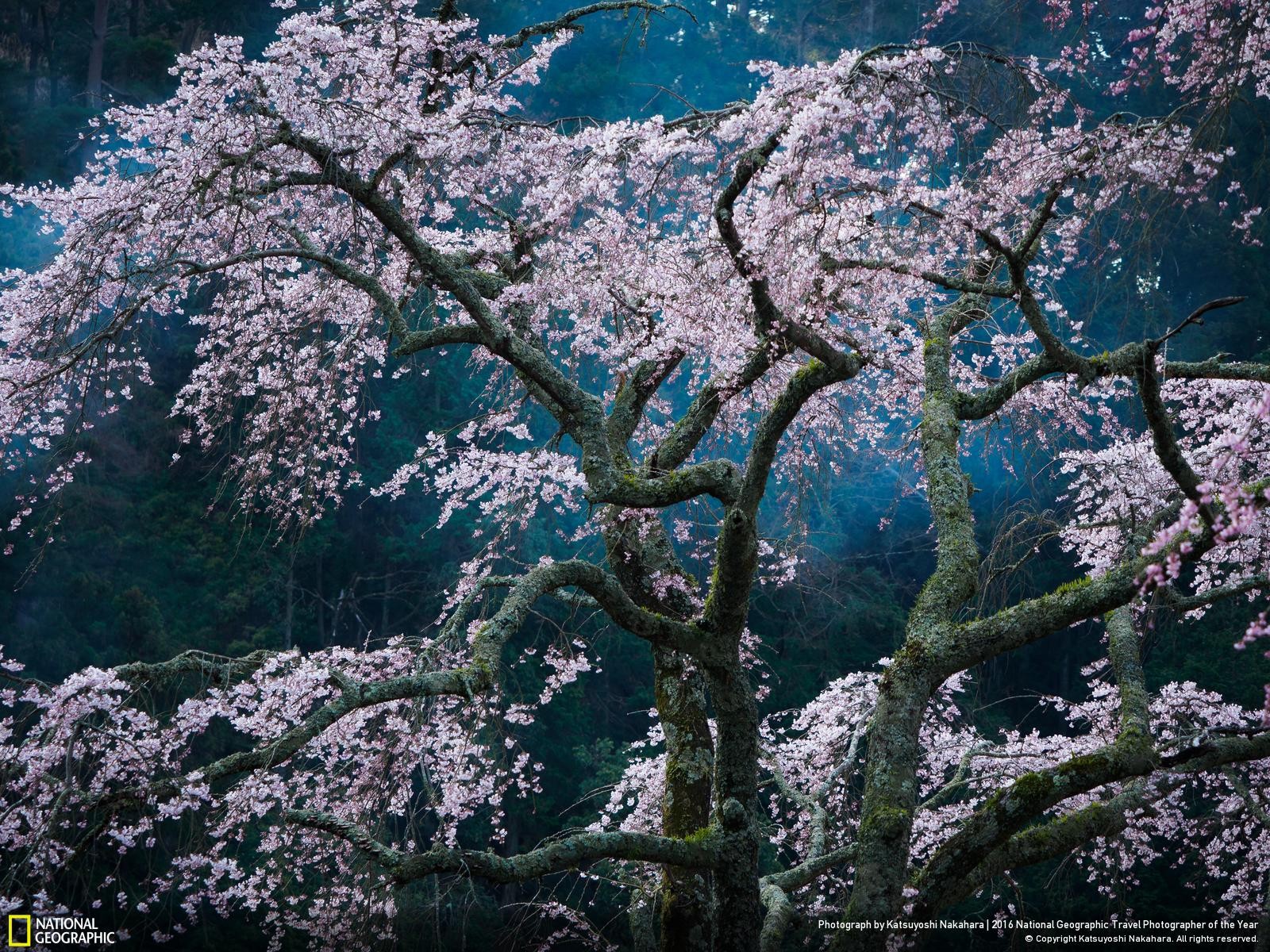 47 fotos impresionantes del concurso de fotografía Fotógrafo de Viajes de National Geographic