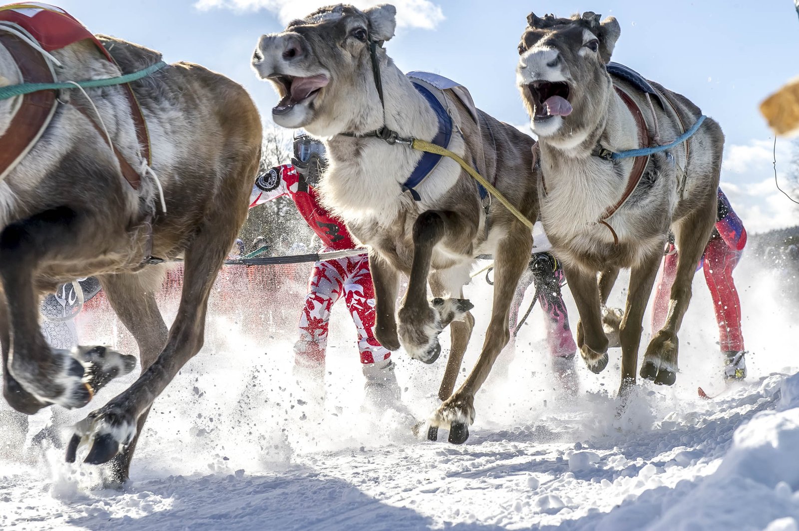 FOTOS: 16 razones para ir a Laponia este invierno