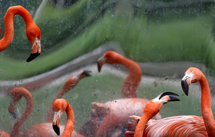 Los animales más bellos de 2015