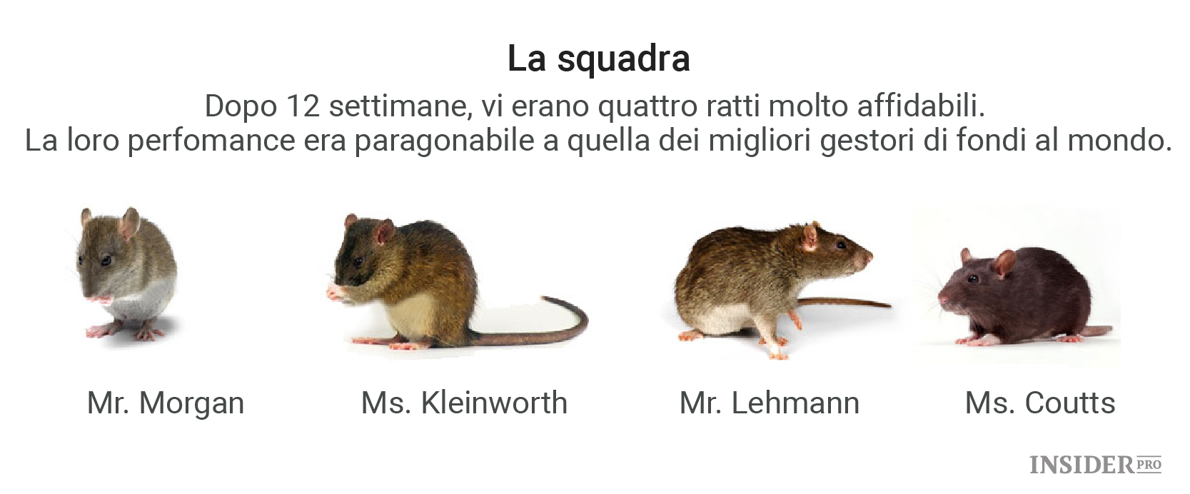 Крыса в коллективе