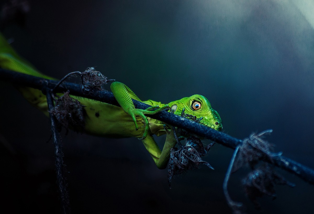 Le migliori foto dei Sony World Photography Awards 2017