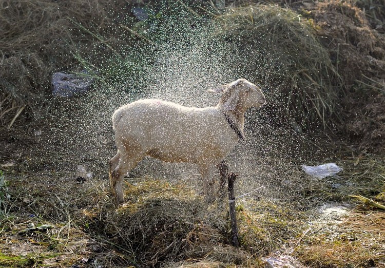 As melhores fotografias de animais de 2015