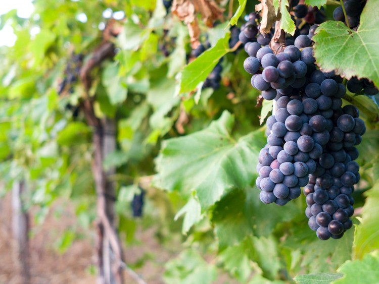 Las 5 mejores regiones vinícolas del mundo