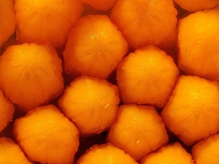 15 imágenes de microscopio que te harán ver el mundo con otros ojos