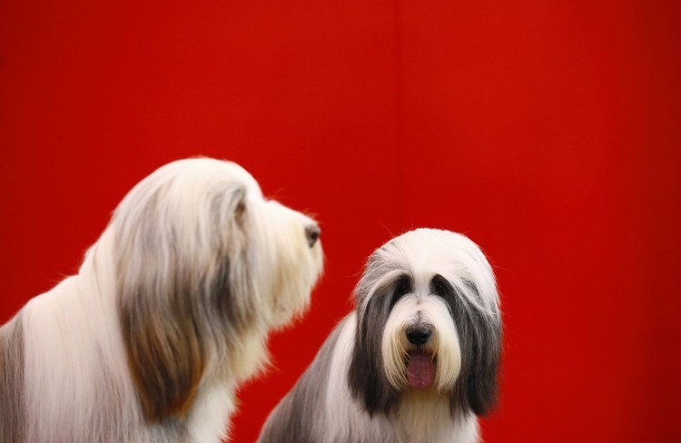 Los animales más bellos de 2015