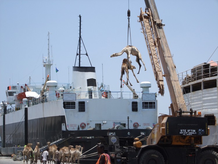  15 حقيقة ممتعة عن المملكة العربية السعودية