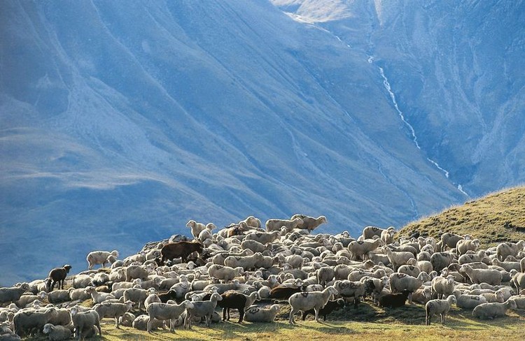 ¿Cómo viven los animales que luego se convierten en nuestros platos más exquisitos?