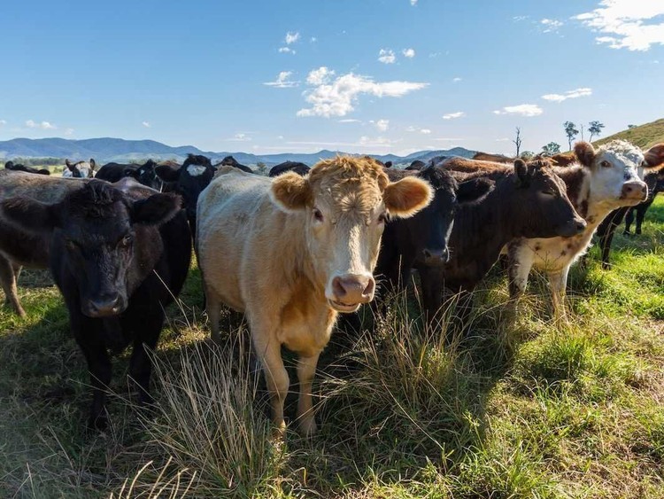 7 maneiras em que o seu cérebro o torna um péssimo investidor