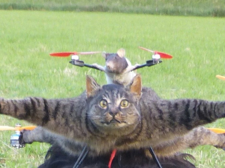 Un artista fabrica drones y otros artefactos a partir de cadáveres de animales