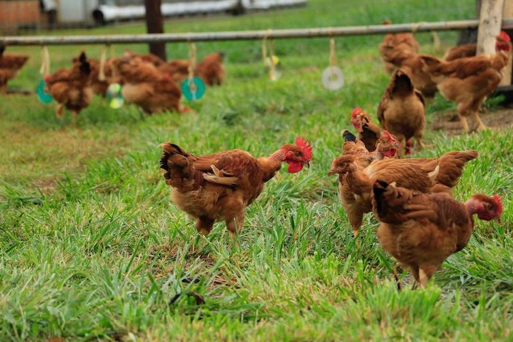 ¿Cómo viven los animales que luego se convierten en nuestros platos más exquisitos?