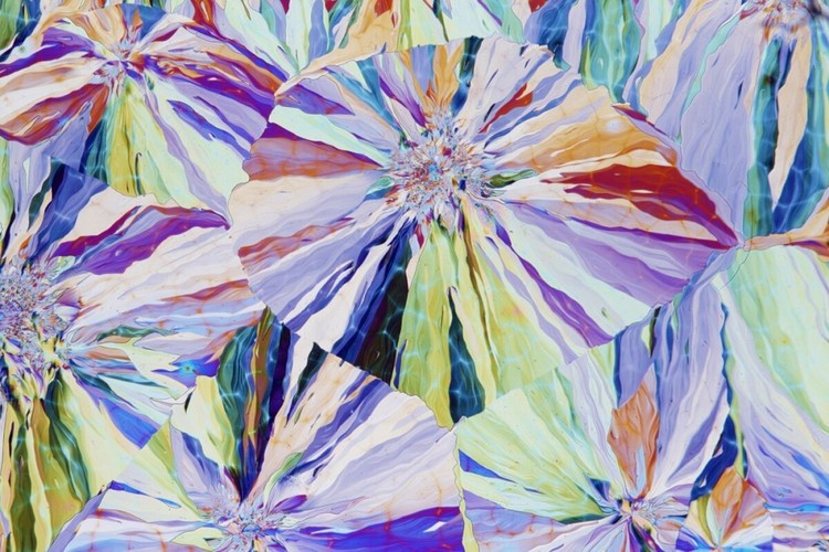 15 imágenes de microscopio que te harán ver el mundo con otros ojos