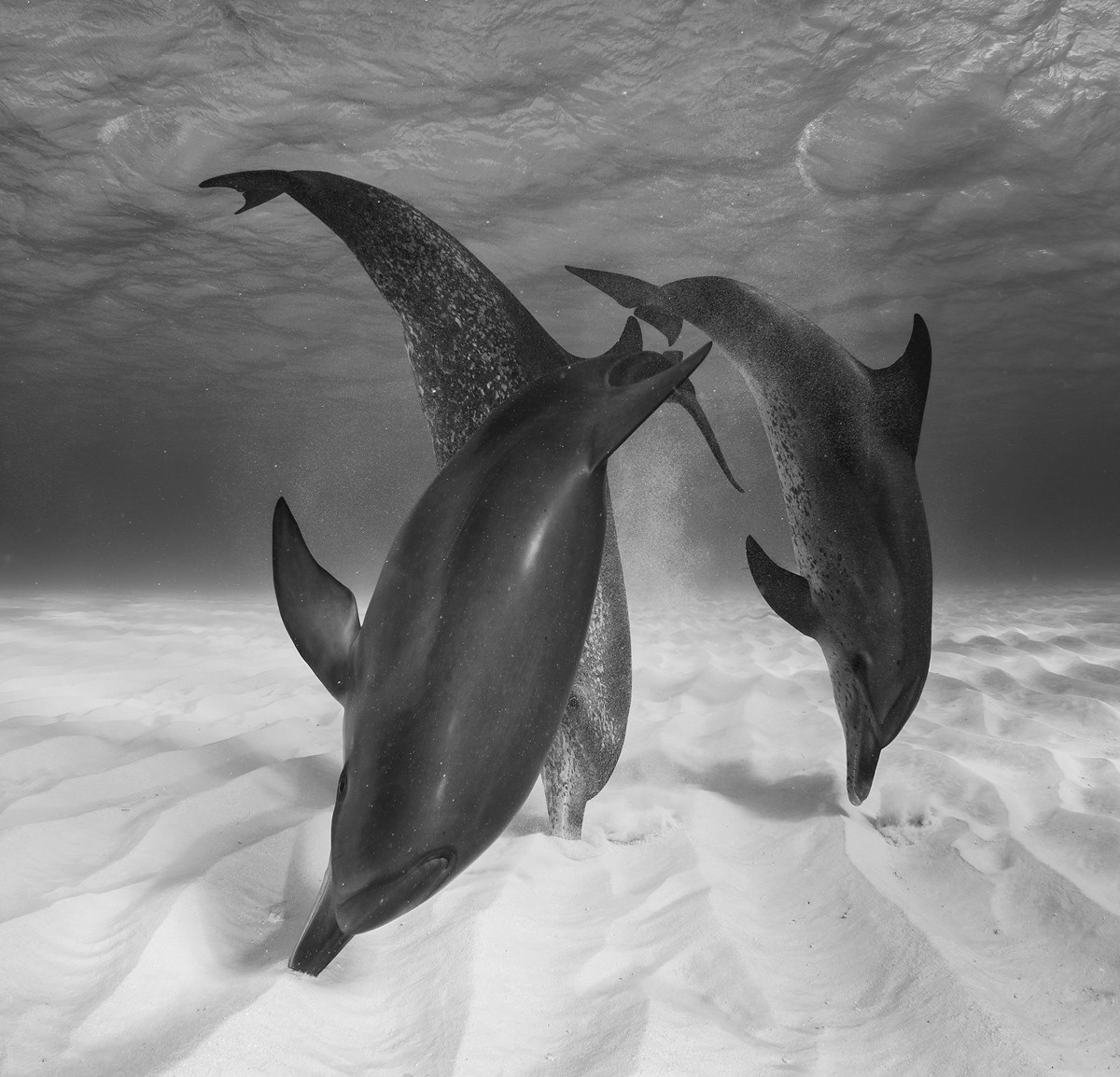 Le migliori foto dei Sony World Photography Awards 2017