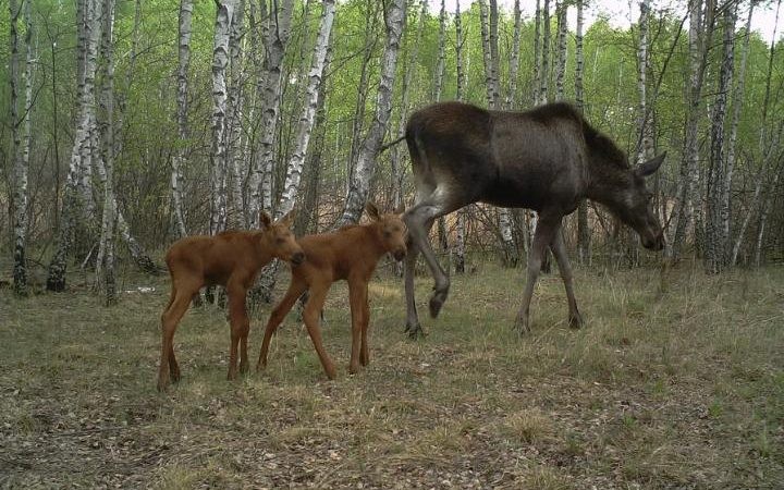 30 anni dopo il disastro di Chernobyl, la natura ha riconquistato l'area