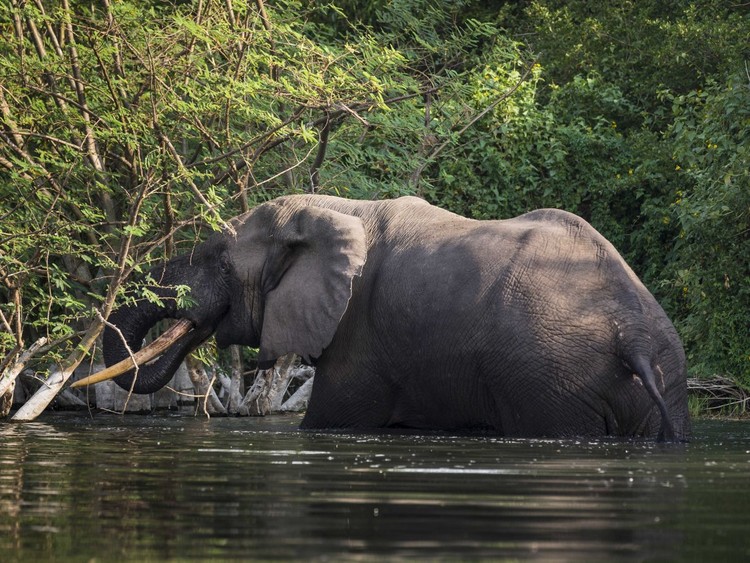 25 maravillas de la naturaleza en peligro de extinción